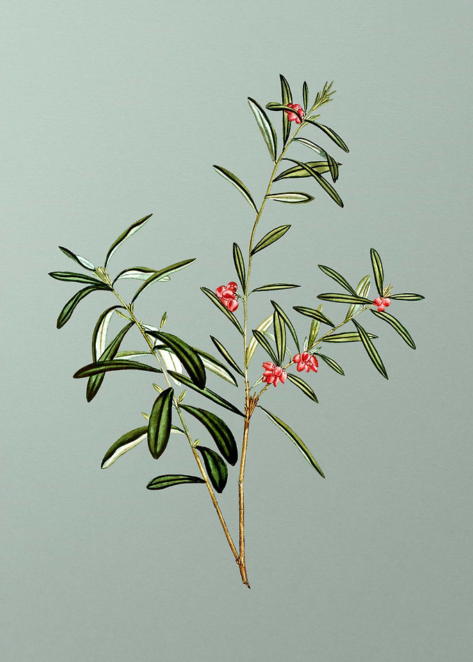 Antique Botanical on Green