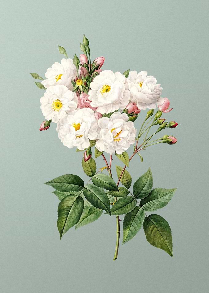 Noisette Roses on Green