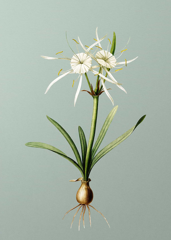 Streambank Spiderlily
