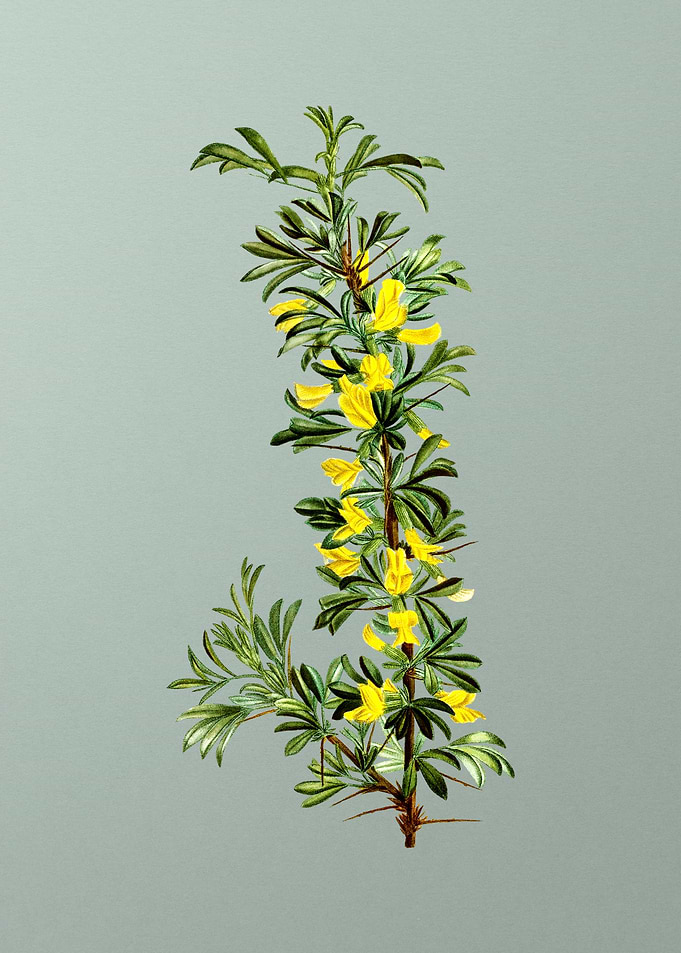 Classic Botanical on Green