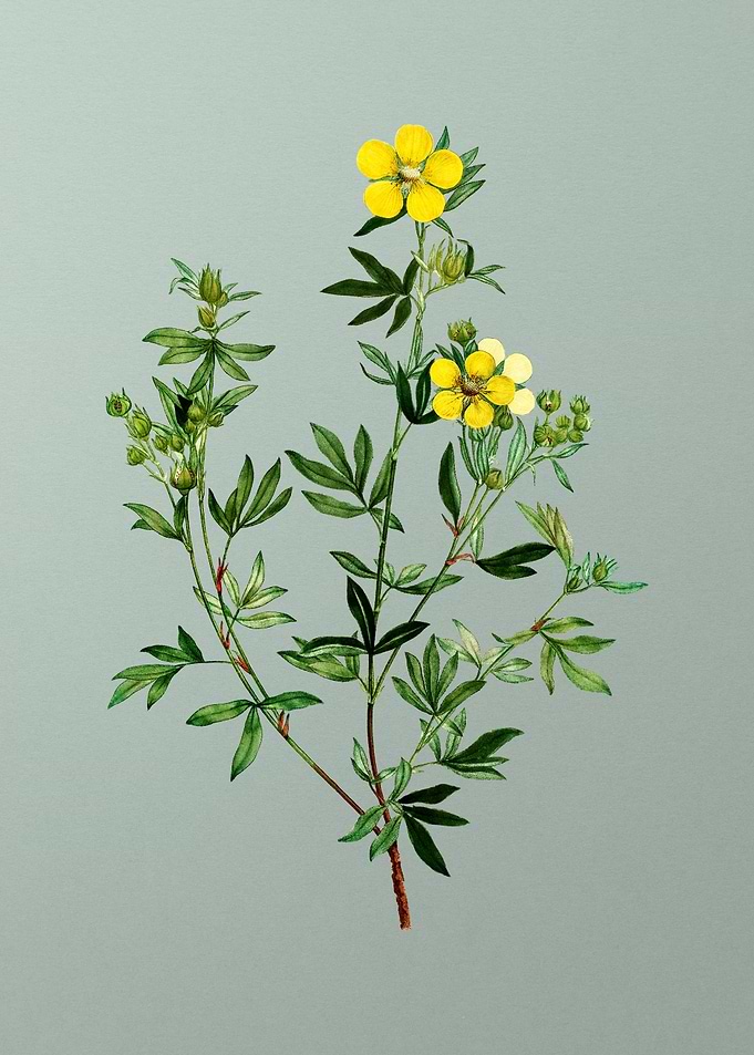 Florals Botanicals Flowers