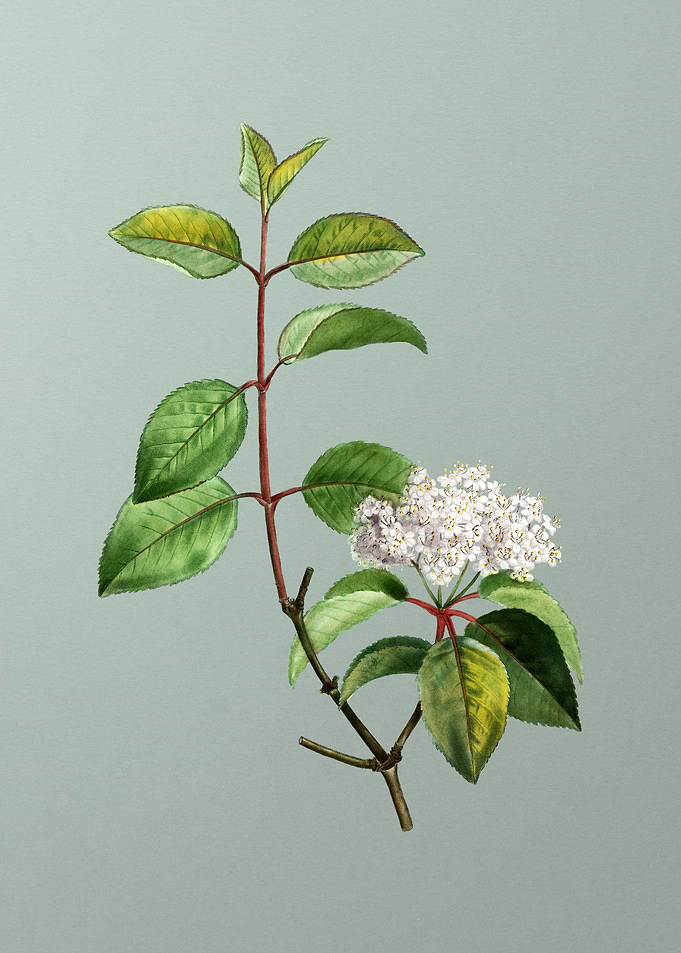 Antique Botanical on Green