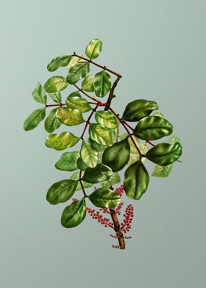 Classic Botanical on Green