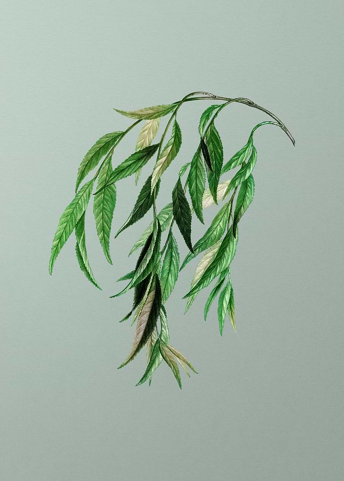 Vintage Botanical on Green