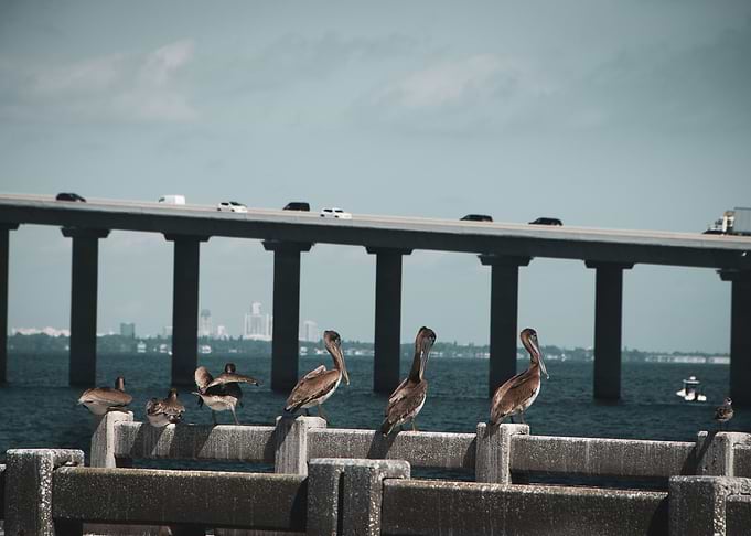 Skyway Bridge Pelicans