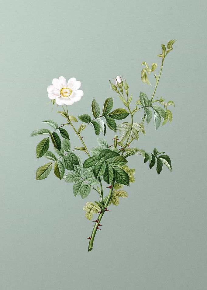 White Downy Rose on Green