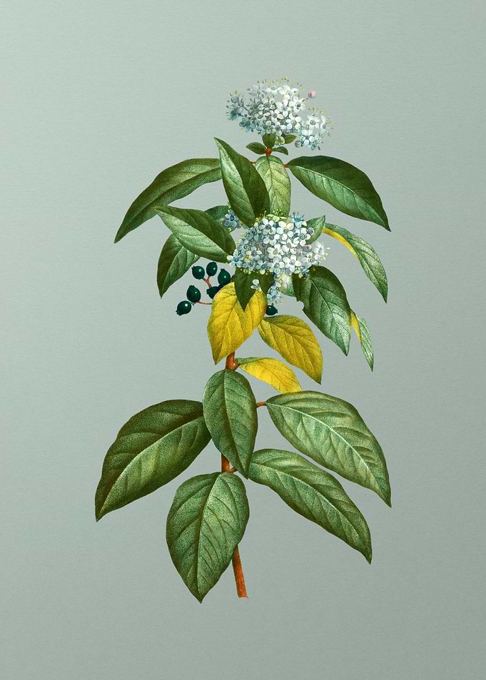 Antique Flower on Green