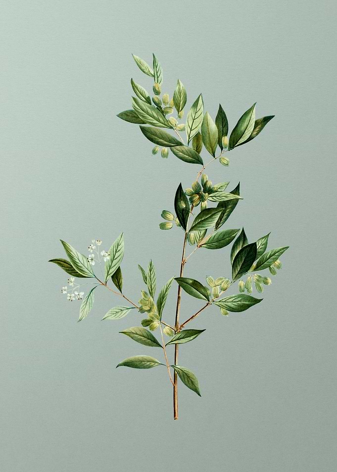 Florals Botanicals Flowers