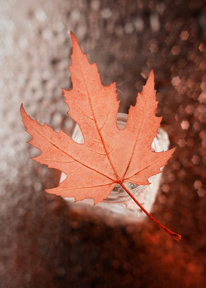 Autumn leaf