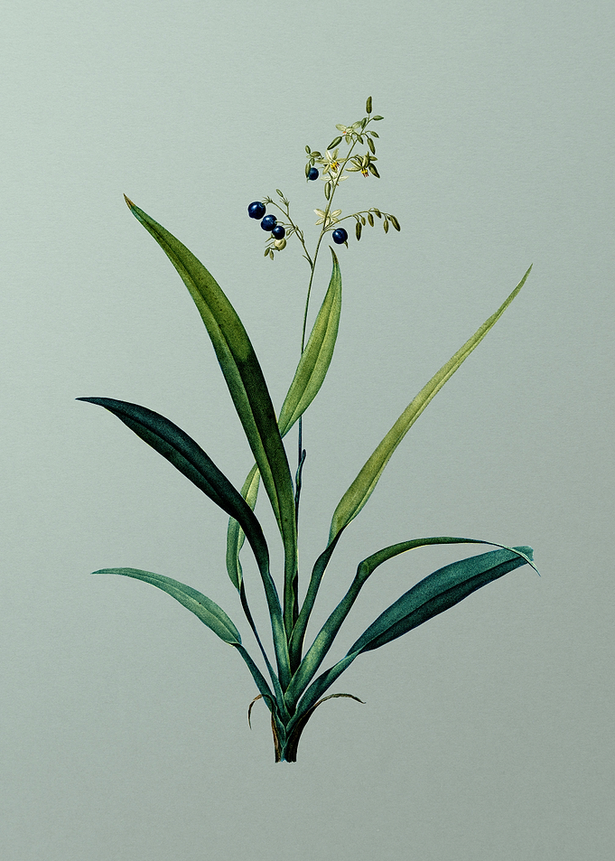 Flax Lilies