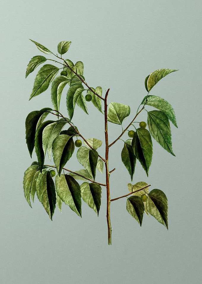 Classic Botanical on Green