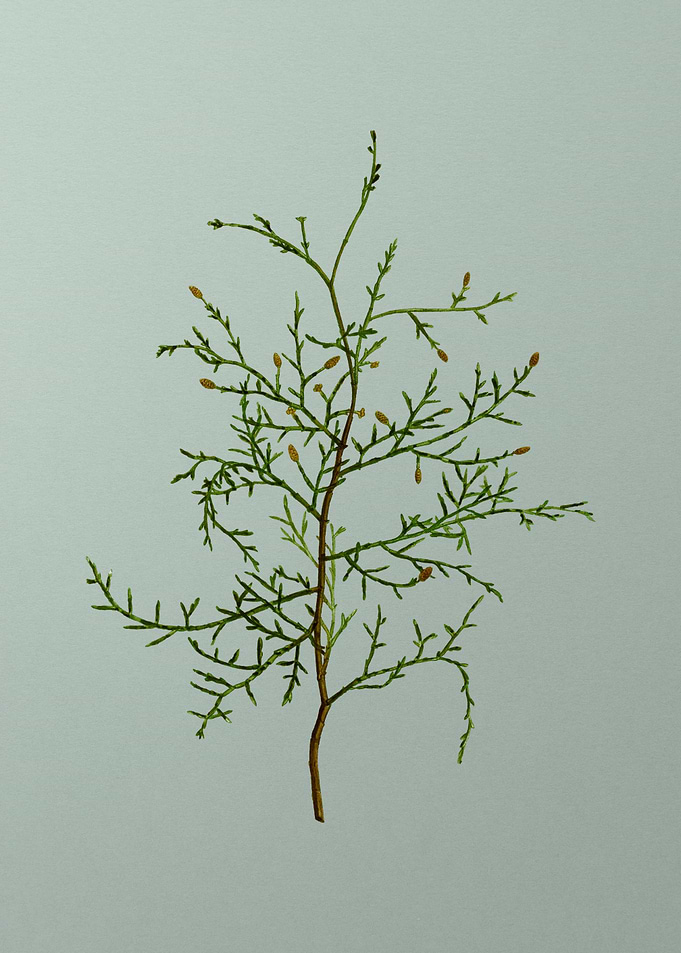 Floral Drawing on Green