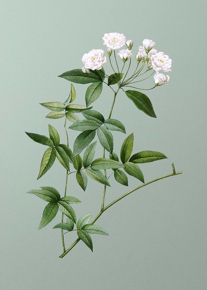 Lady Banks Rose on Green