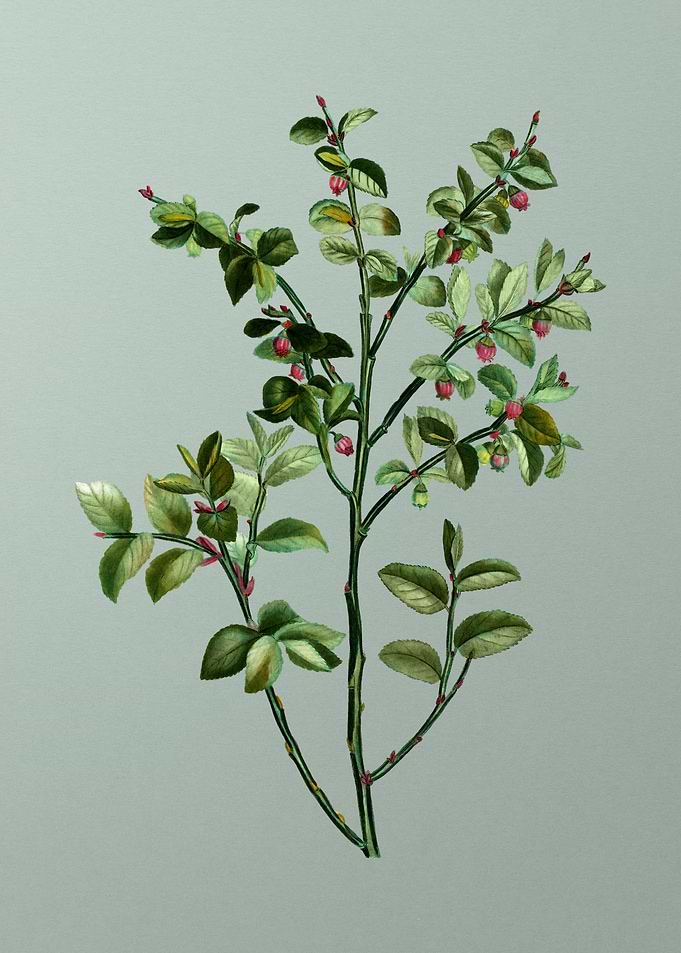 Antique Botanical on Green