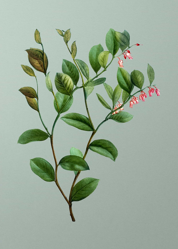 Vintage Botanical on Green