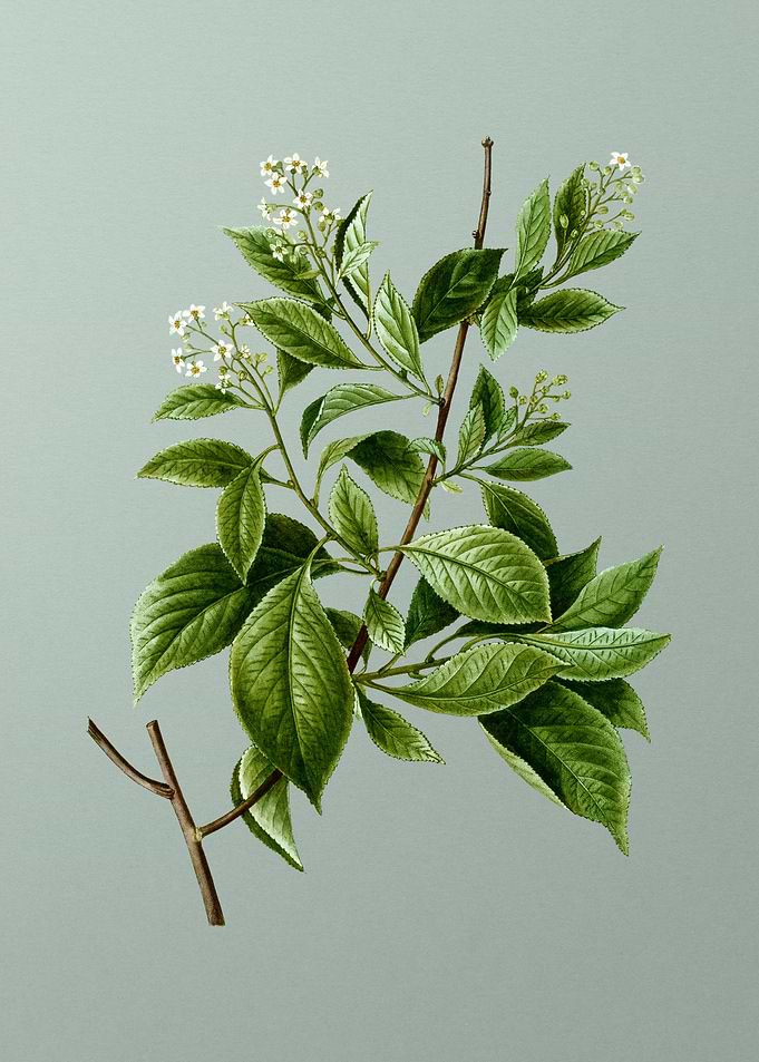 Vintage Botanical on Green