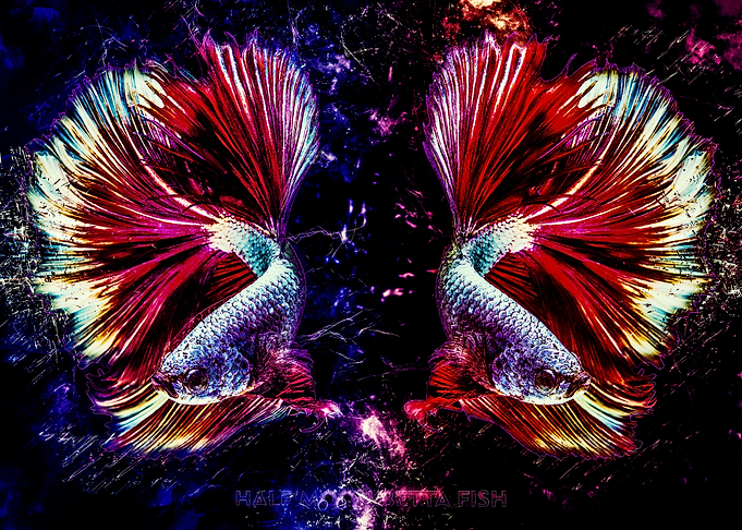 Betta Fish Fighting
