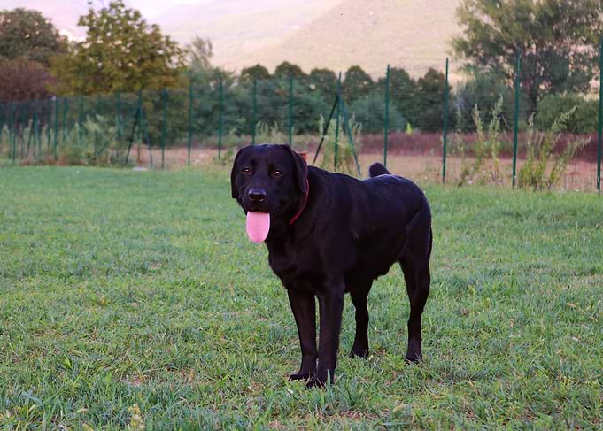 Labrador