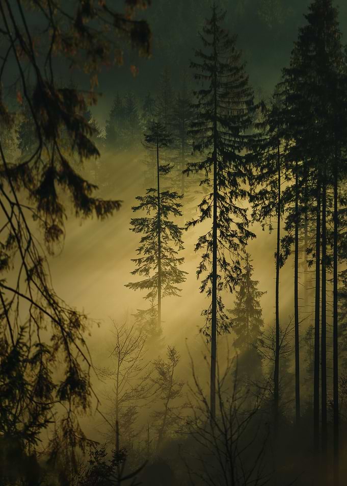 Foggy morning