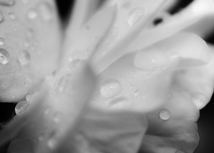 Delicate Rose Petals