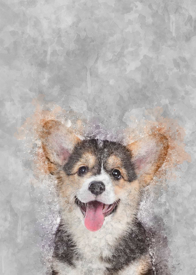 Corgi Puppy