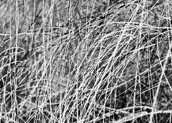 Abstract Willow In Winter