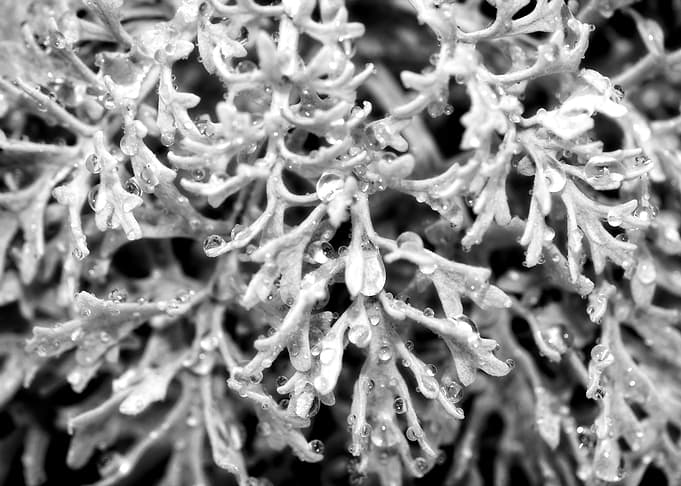 Abstract Plant Wet