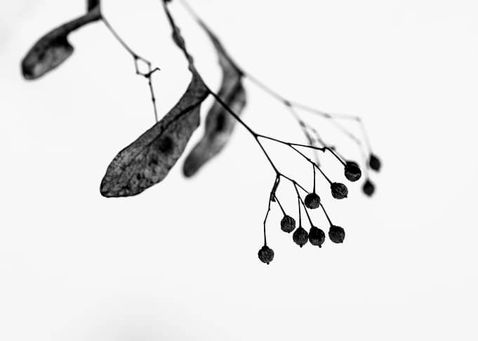 Linden Tree Seeds On White
