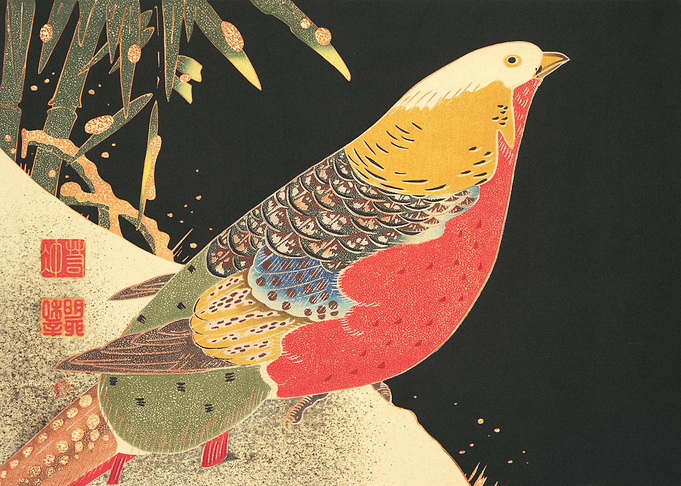 Golden Pheasant in the Sno