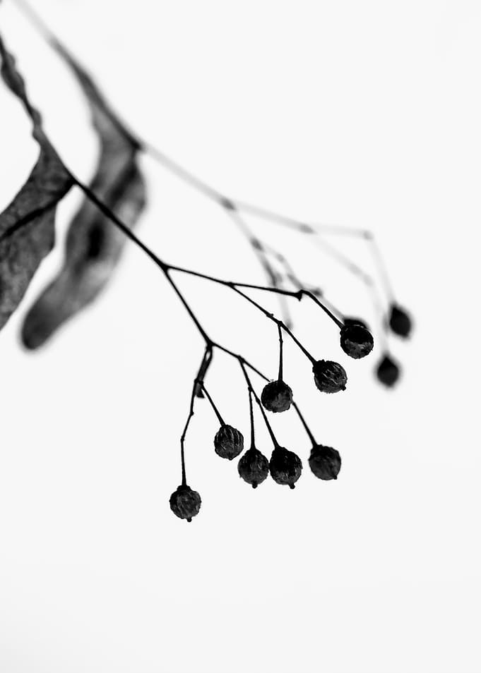 Linden Tree Seeds