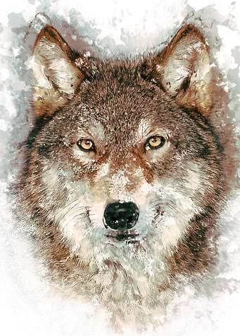 the Wolf