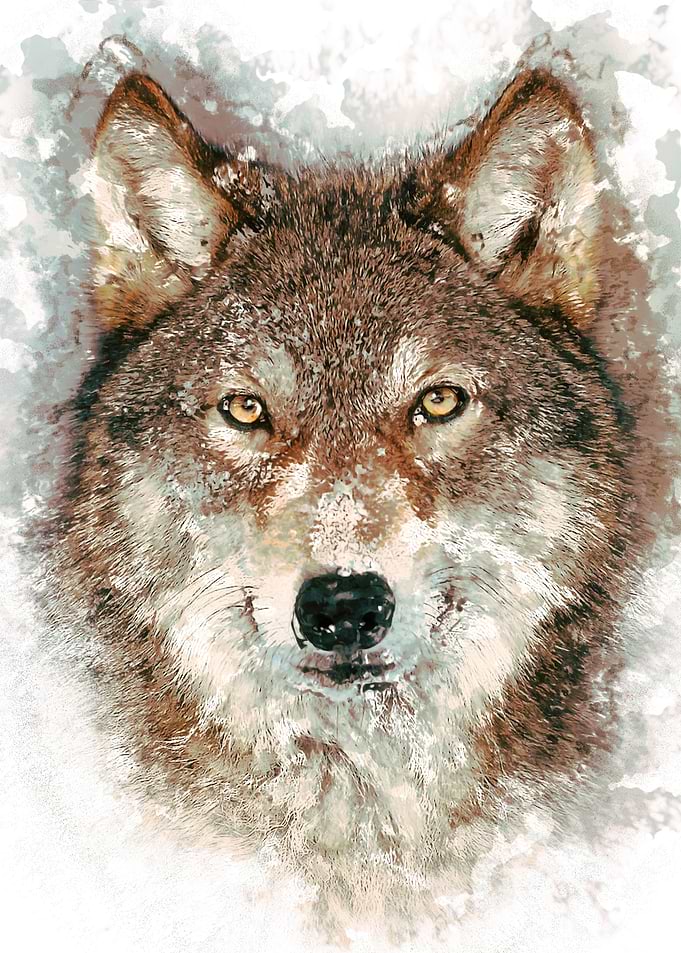 the Wolf