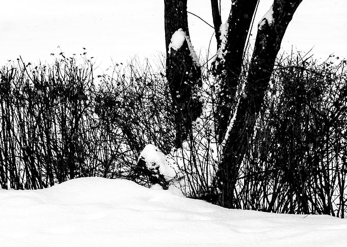 Tree Snowberry Shrubs Snow