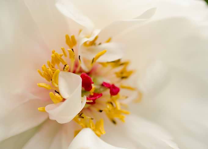 Eye of Peony Flower