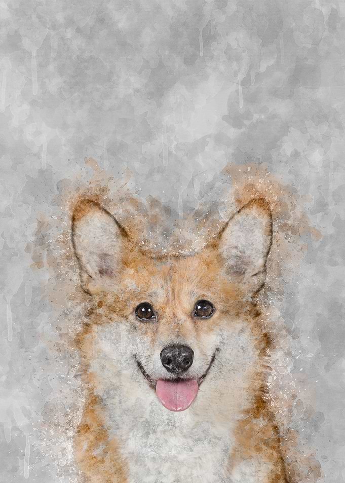 Corgi