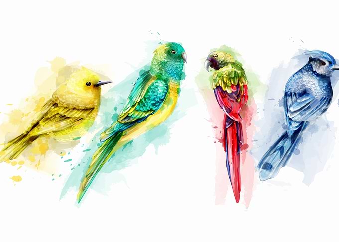 Topical Bird watercolor