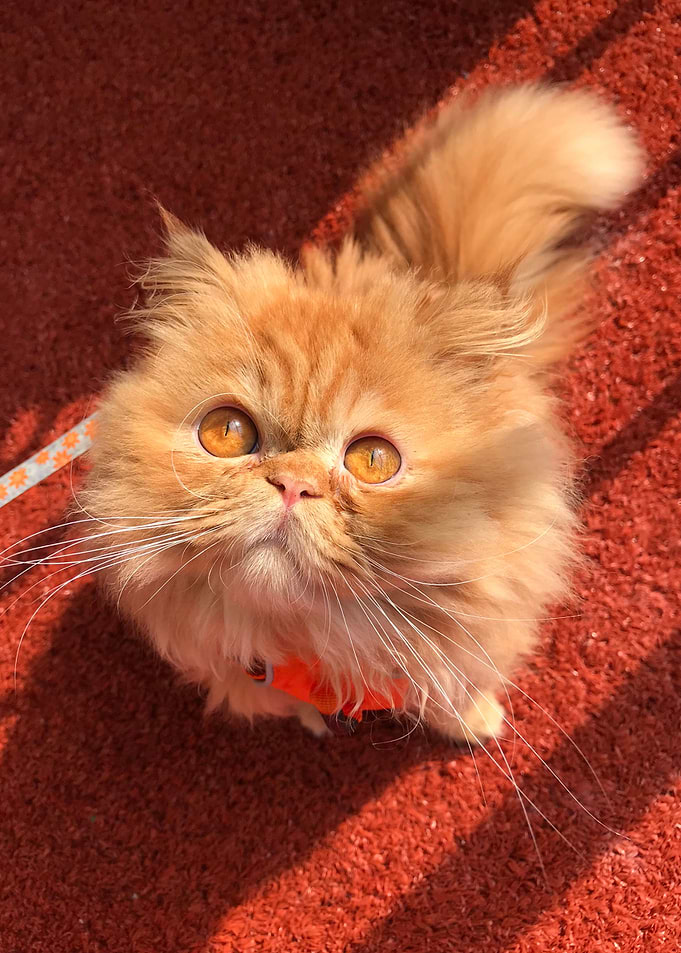 Persian Princess II