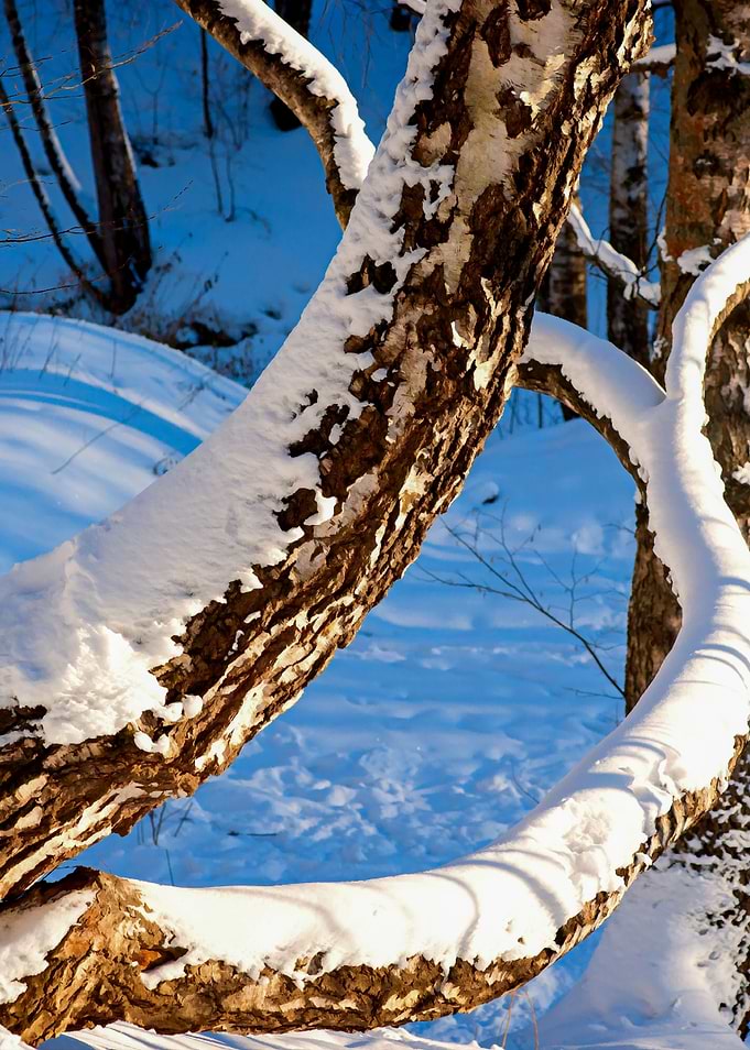 Birch Trees Snowy Forest