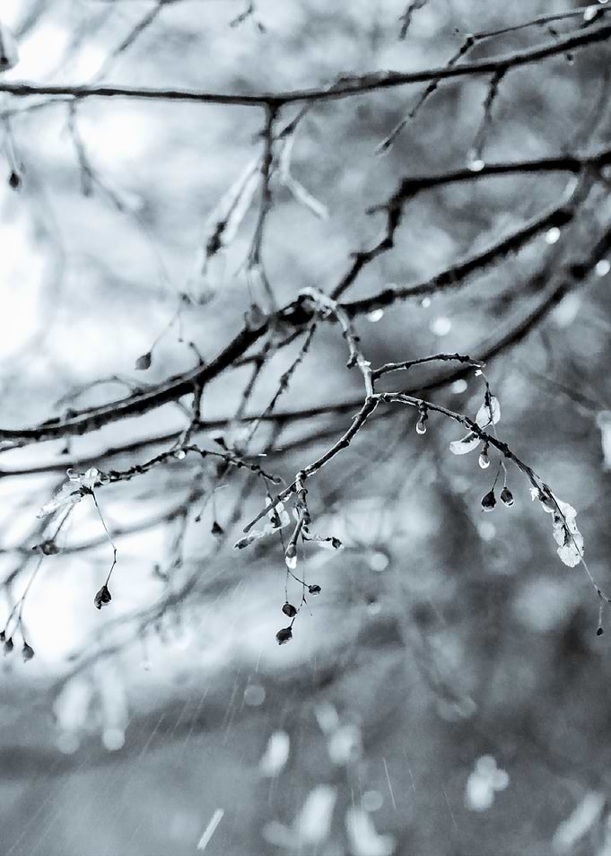Silver Rain Linden Tree