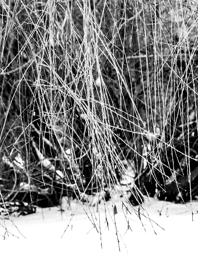 Willow Tree In Winter