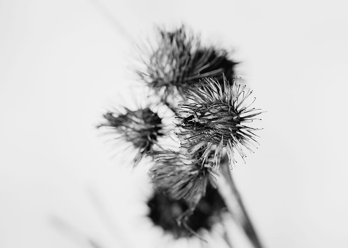 Black Sun Of Winter