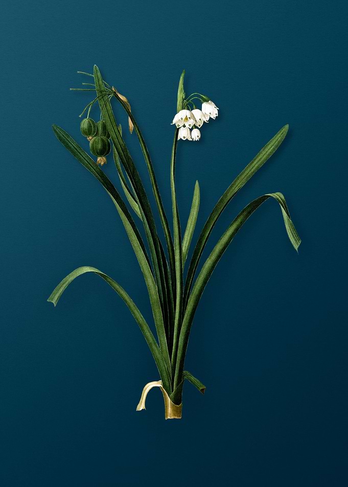 Summer Snowflake Vintage