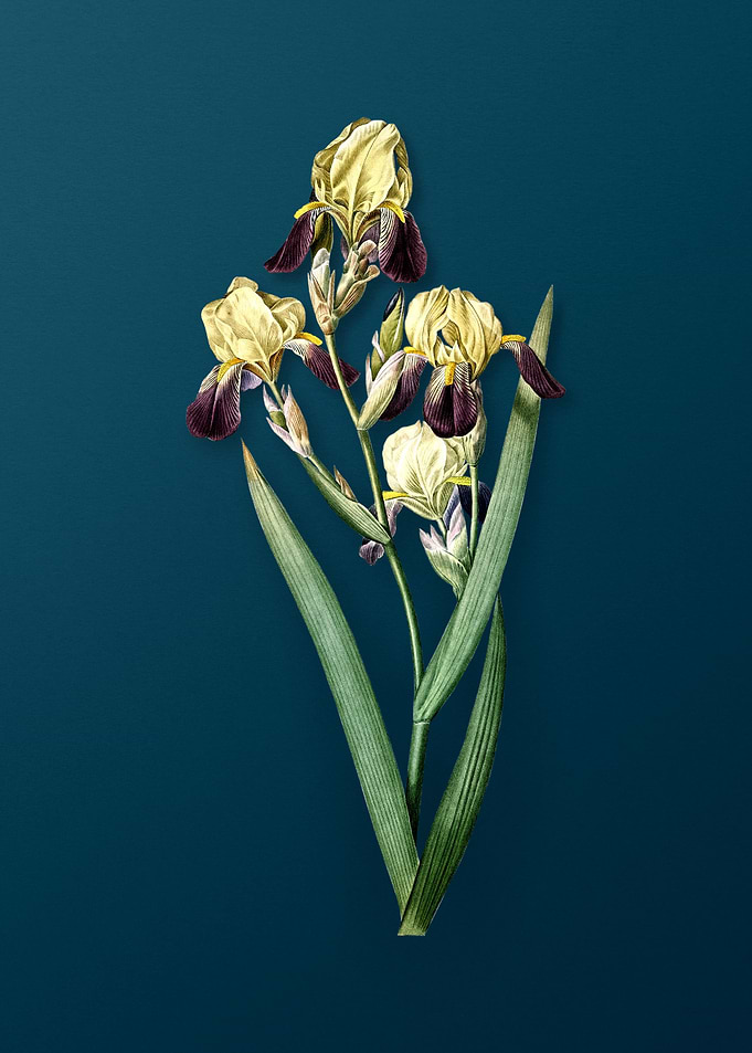 Vintage Elder Scented Iris