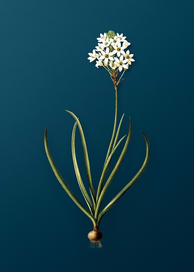 Arabian Starflower on Teal