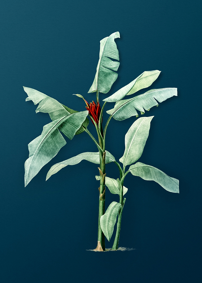 Scarlet Banana