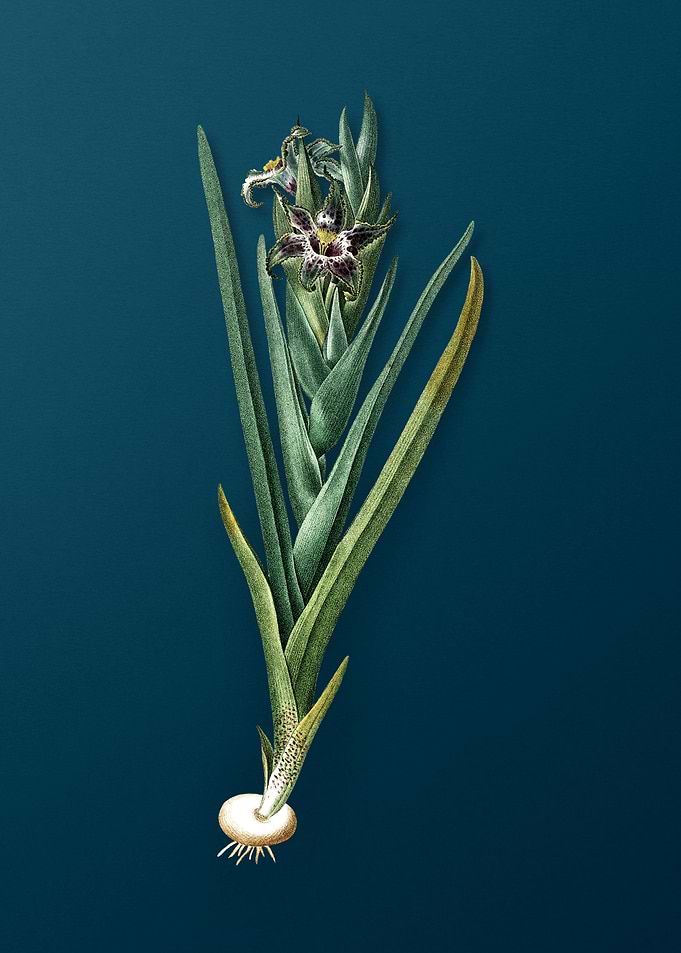 Antique Ferraria