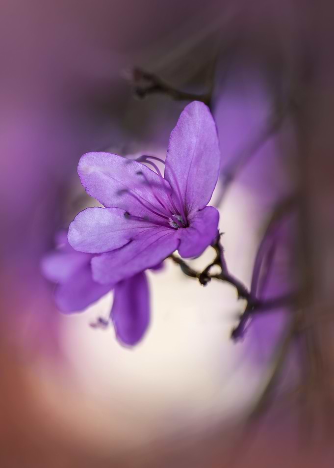 Violet Azalea