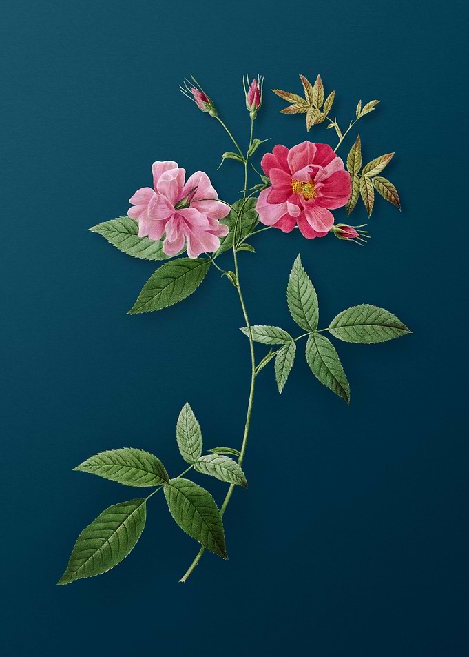 Blooming Hudson Rosehip
