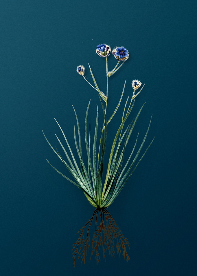 Blue Corn Lily