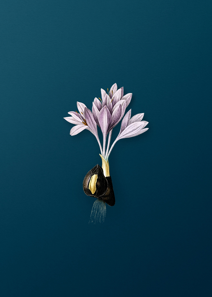 Autumn Crocus on Teal